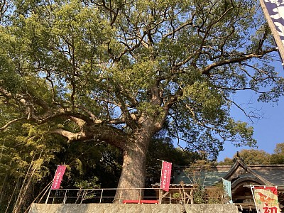 大江神大神宮　楠木